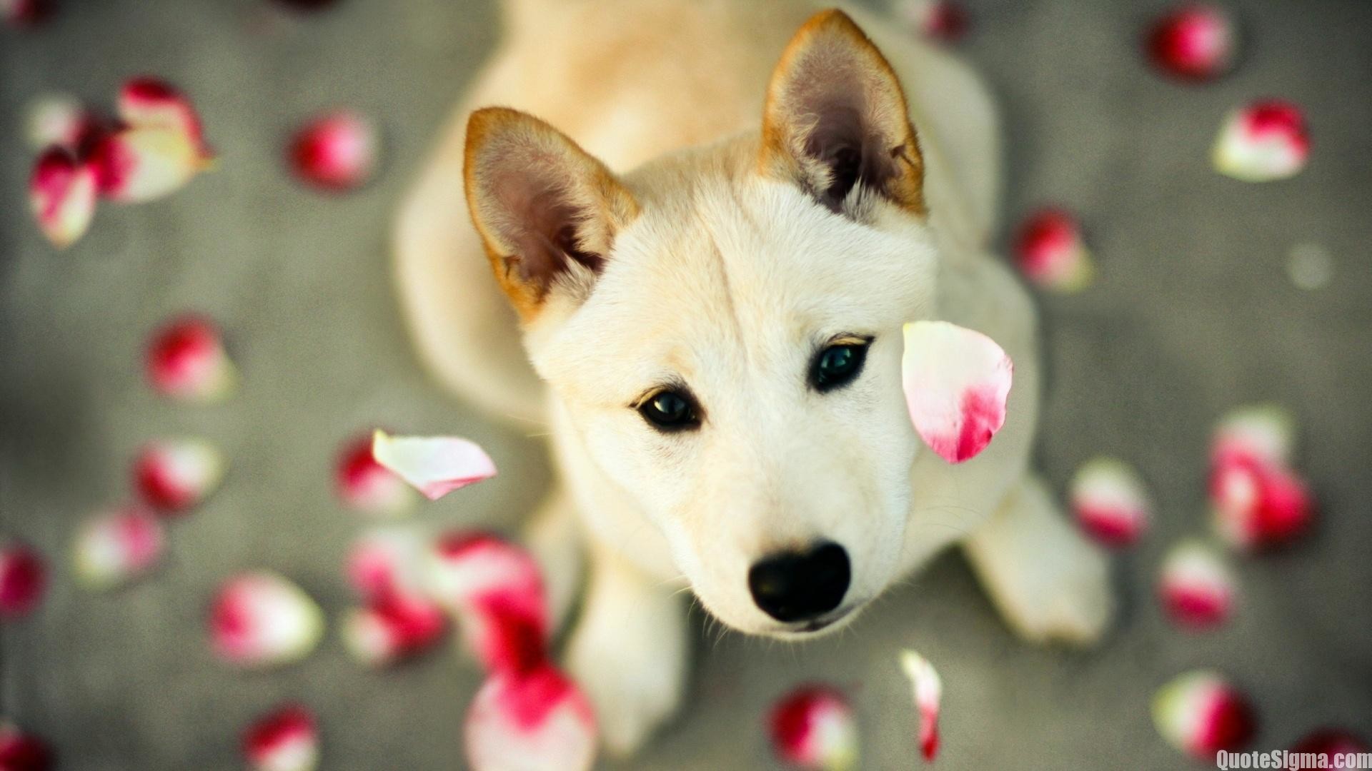 Cute wallpapers | Cute images for wallpaper |