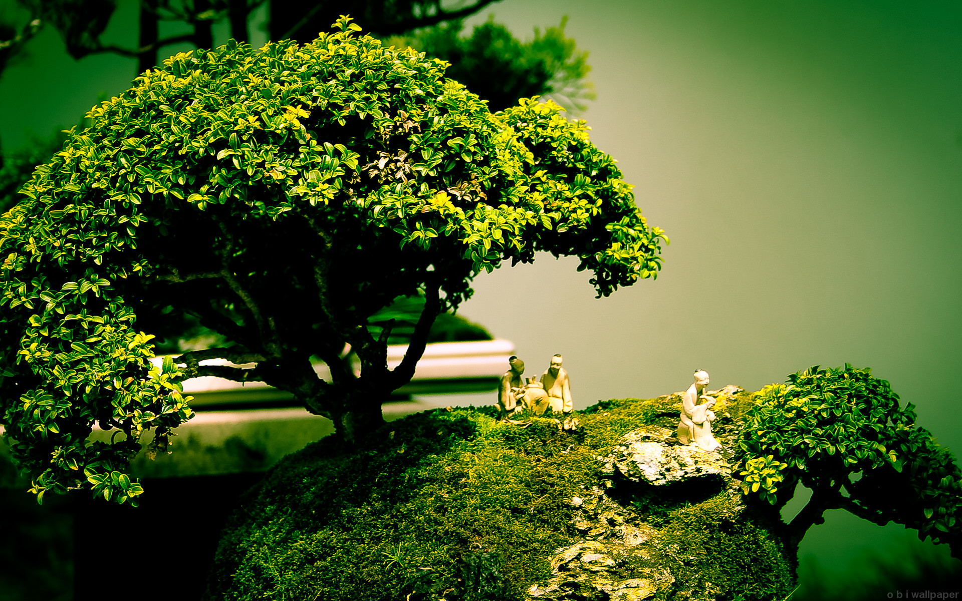 bonsai zen wallpaper