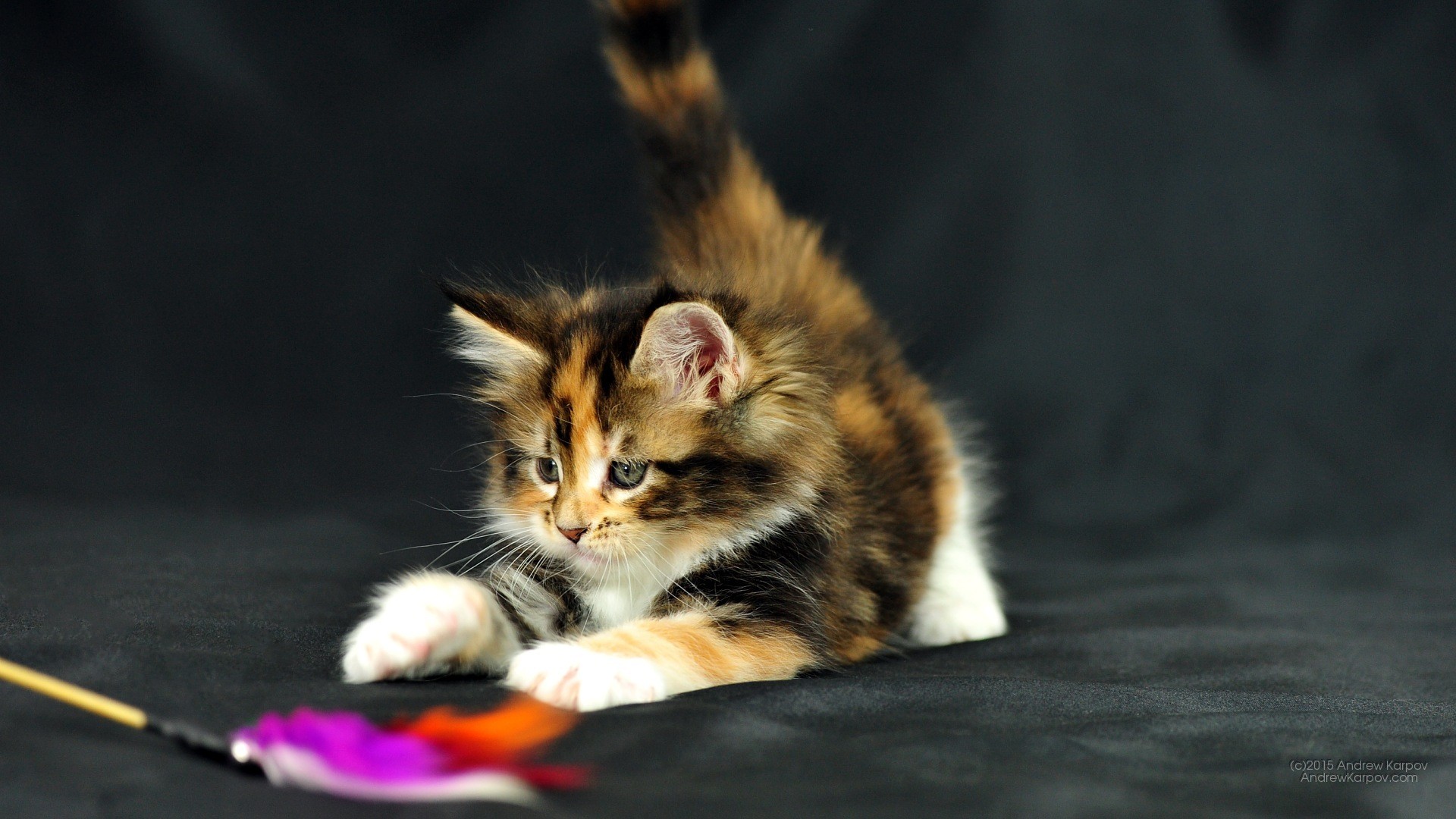Котята звуко. Мейн кун Калико. Мейн кун трехцветный. Трёхцветная кошка. Кошка играет.