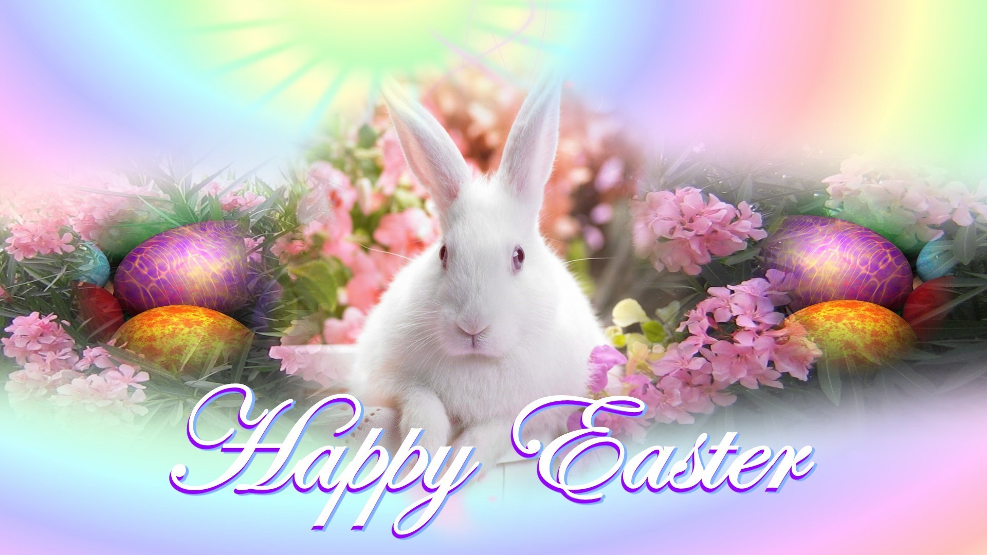 cute white rabbit bunny easter wishes hd background