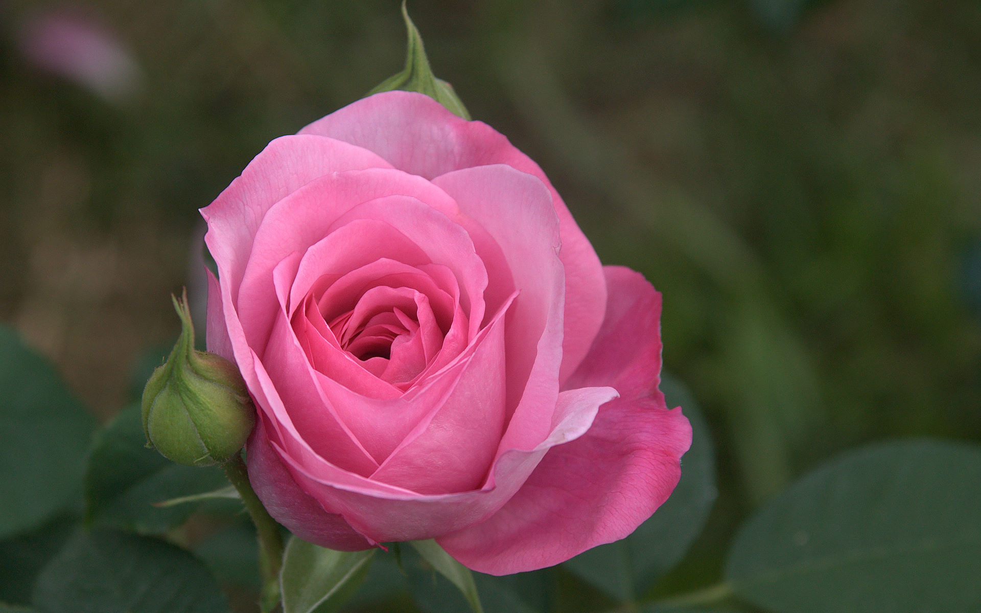 fondo rosa