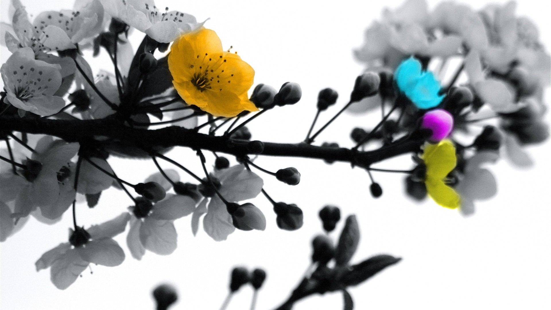 Primavera colorata hd