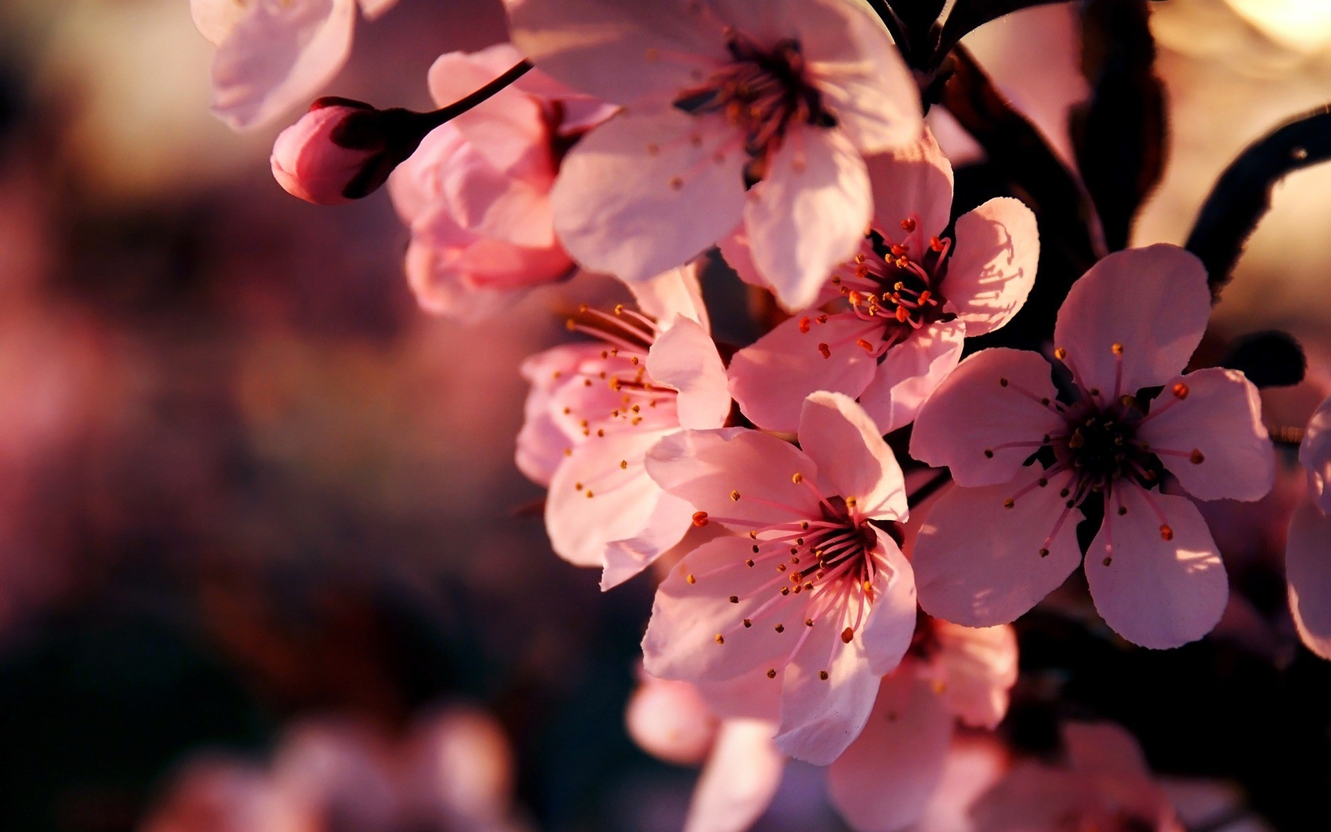 Pink Flowers Wallpaper Backgrounds #4728 Wallpaper | Cool .