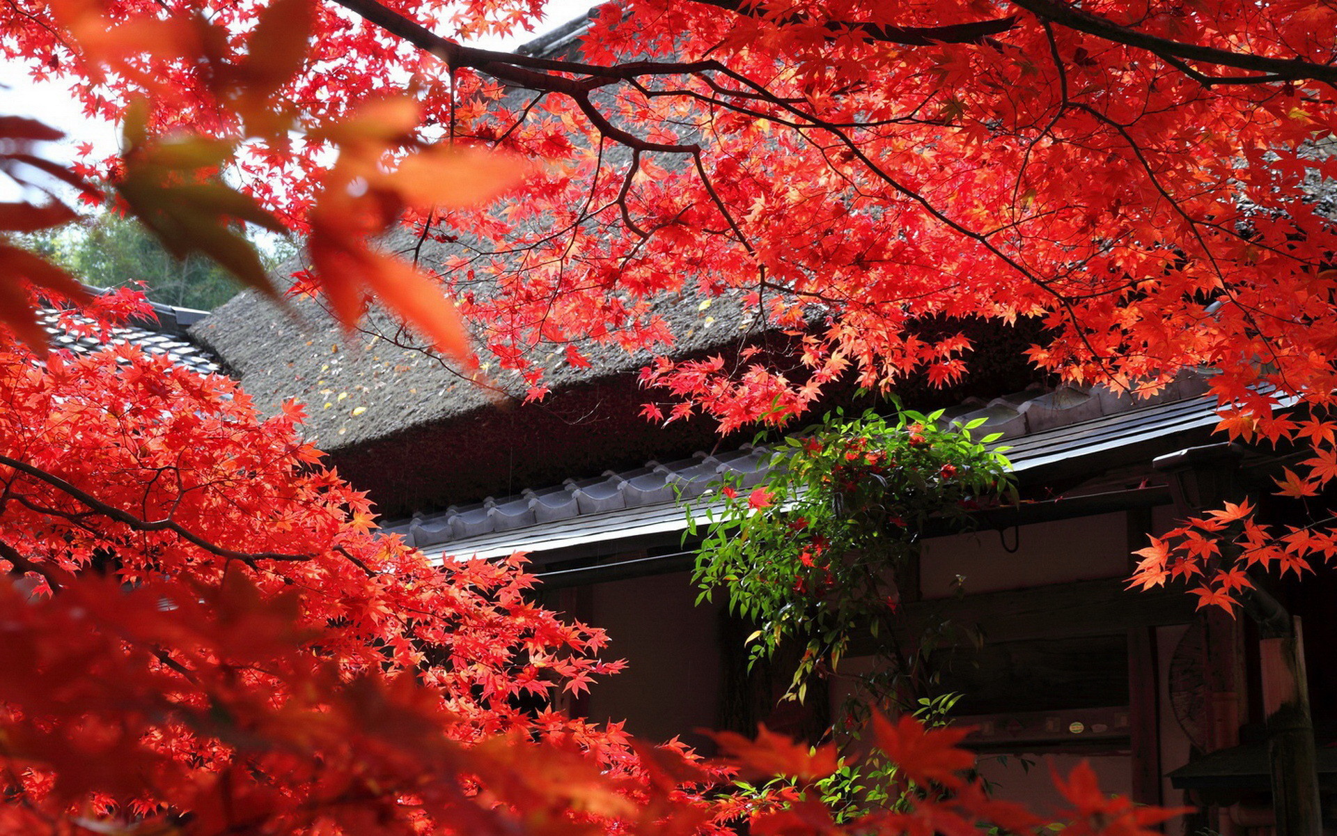 Japanese Wallpaper 22088