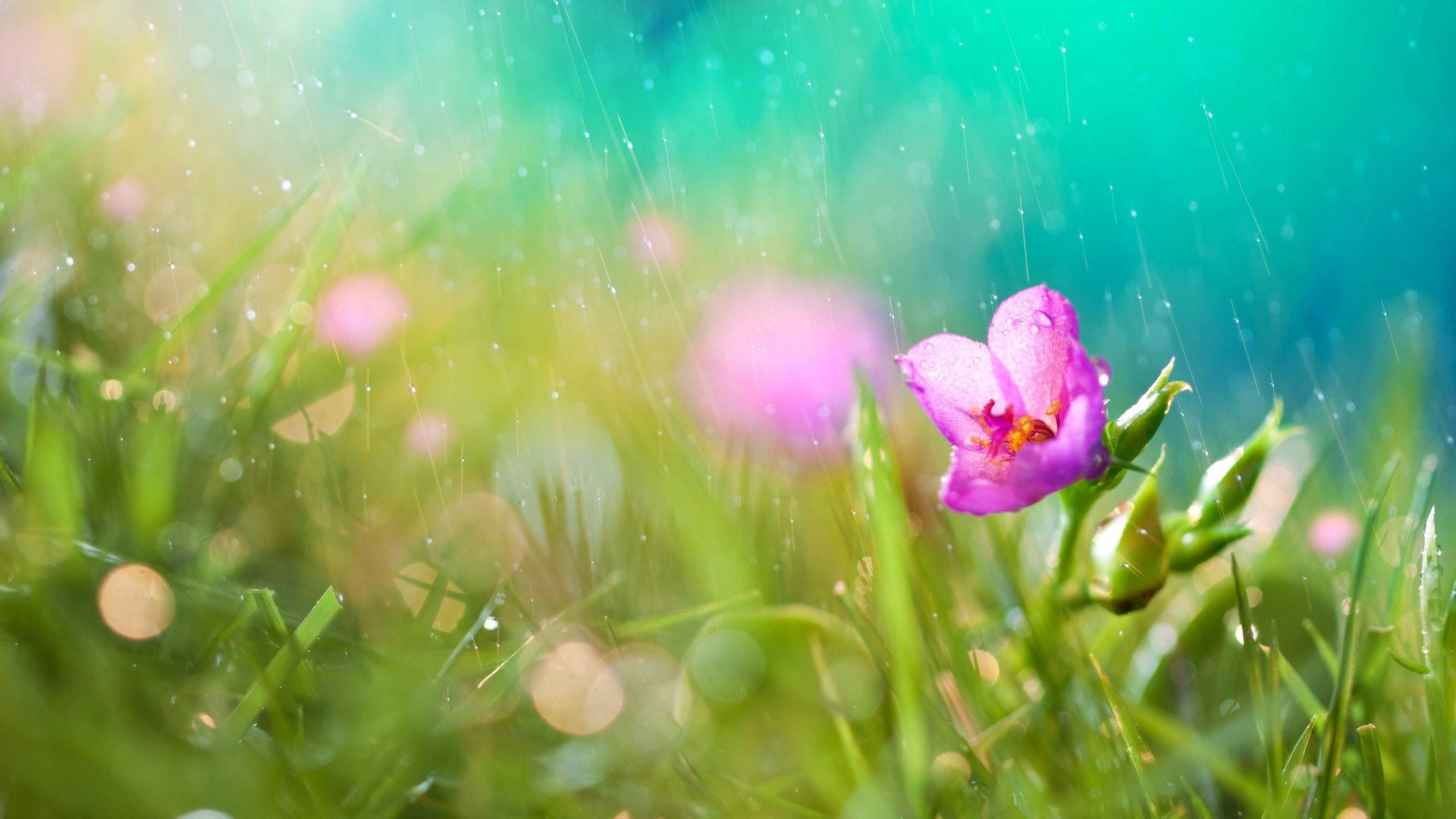 Spring Rain Wallpaper