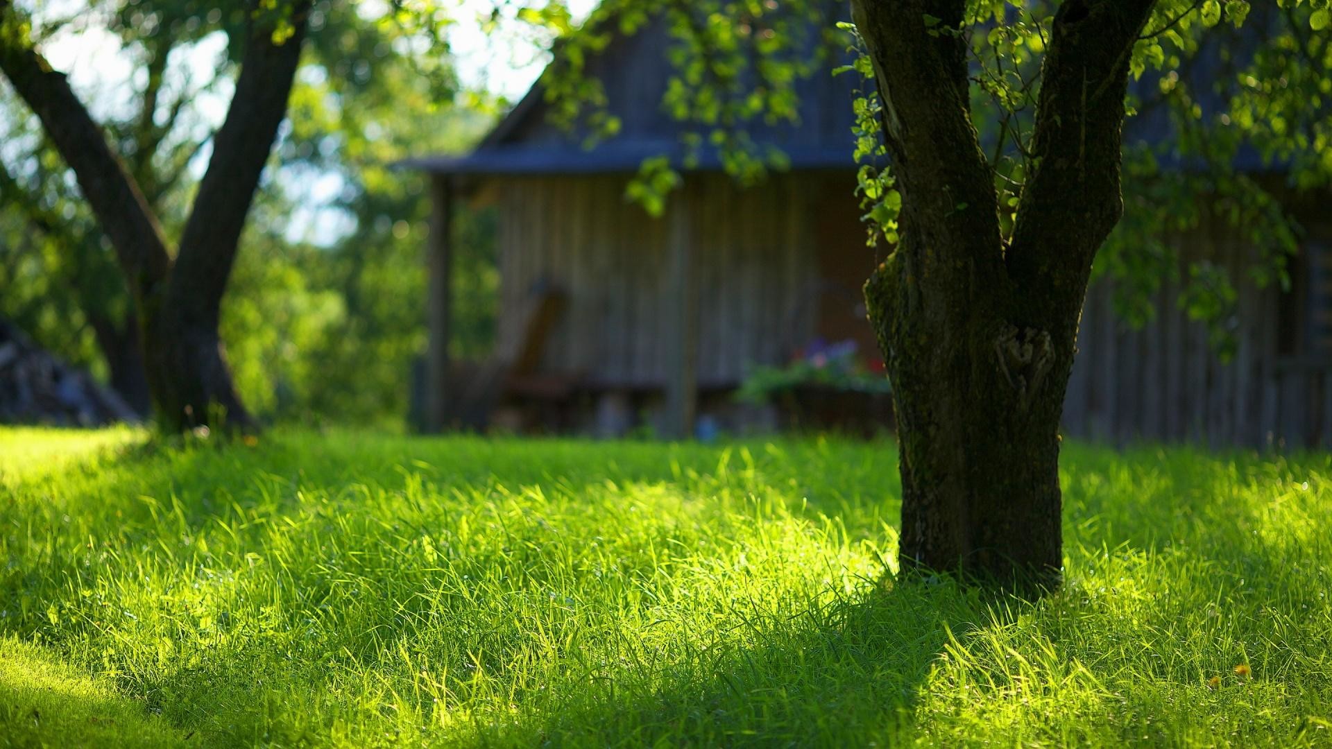Summer-garden-grass-wallpaper-photos-hd-wallpapers