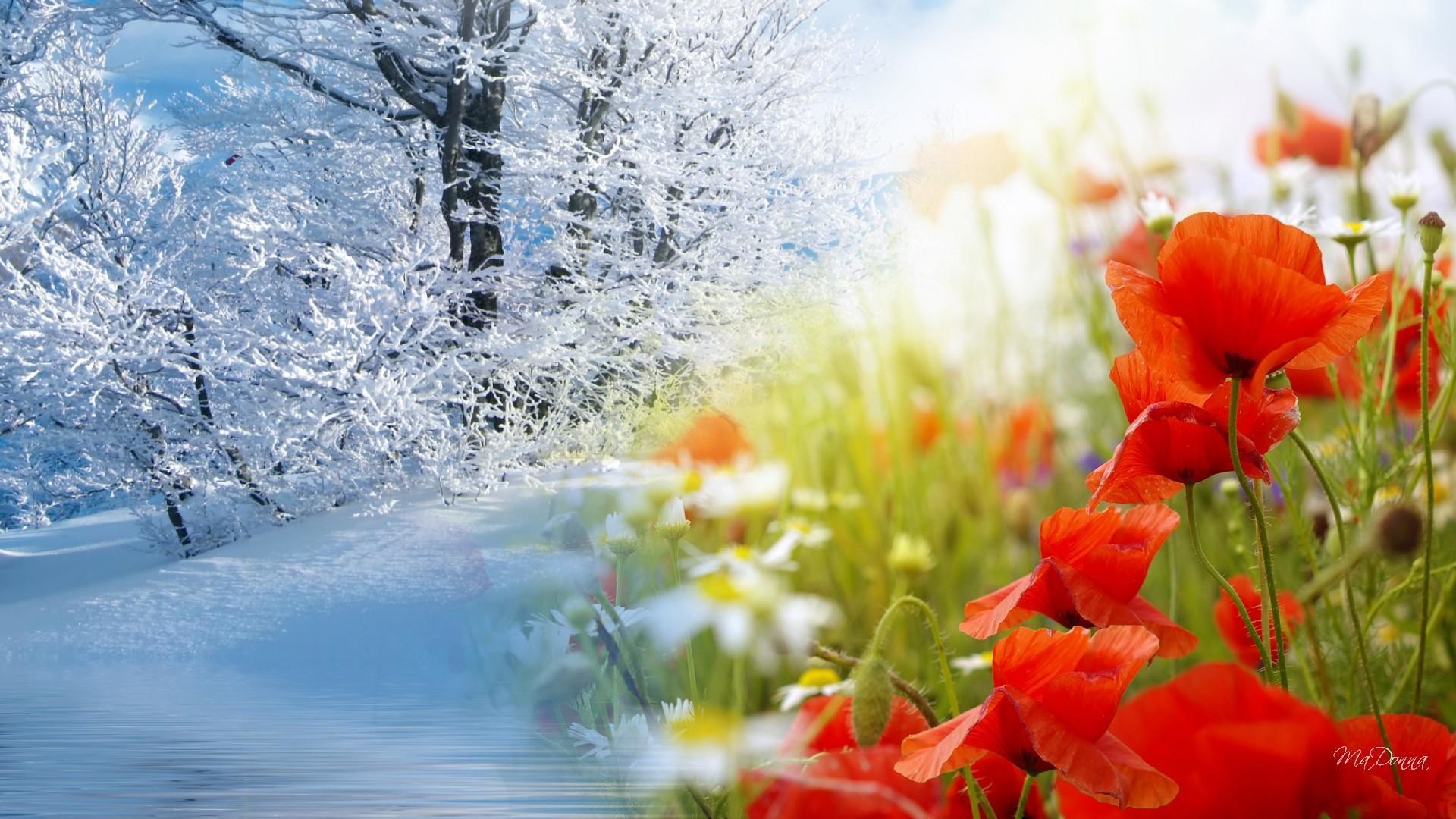 Вспомни о весеннем и добром празднике. Зимние цветы.