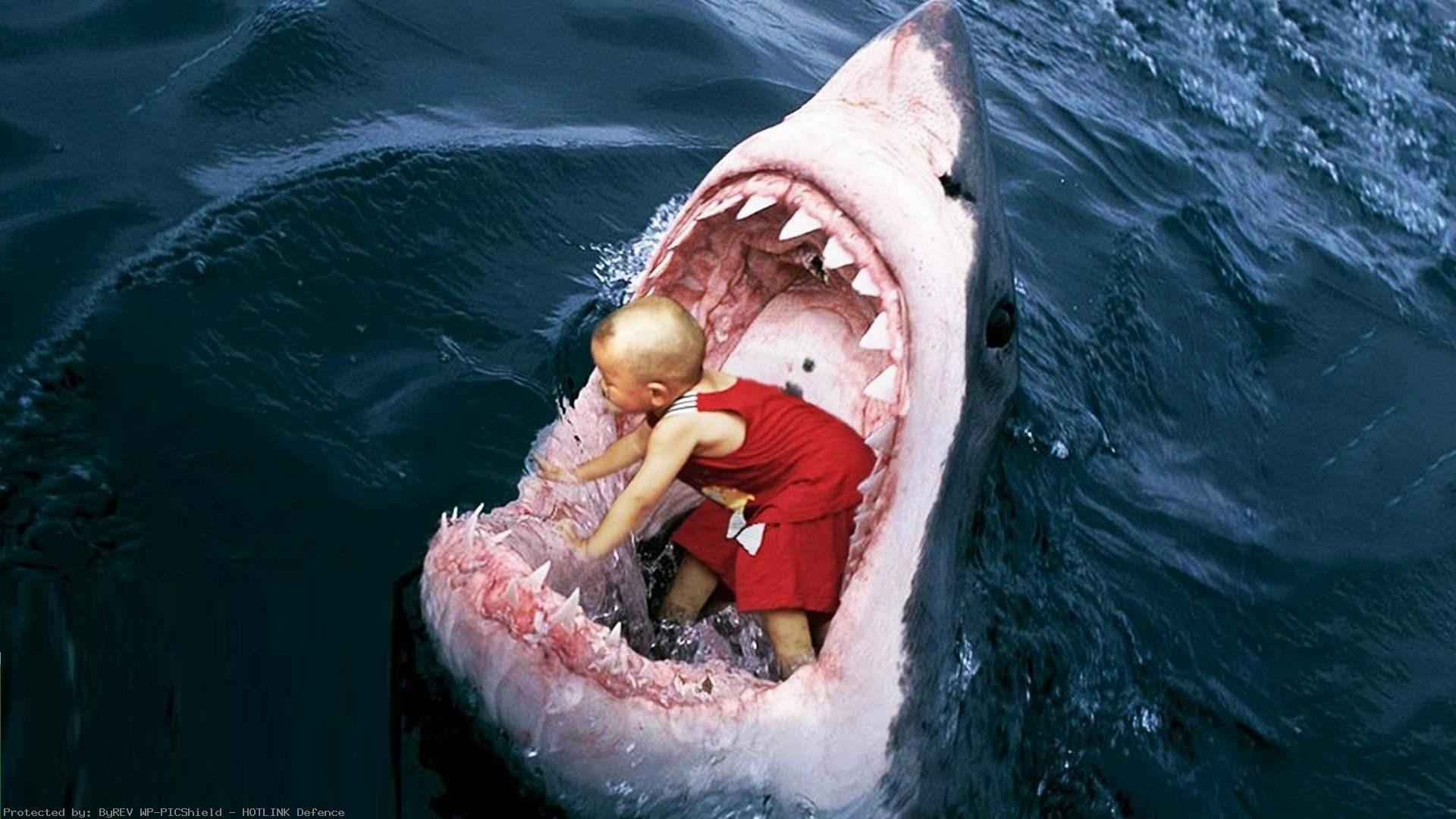 shark-hd-1080p-windows-wallpaper-wp60011743
