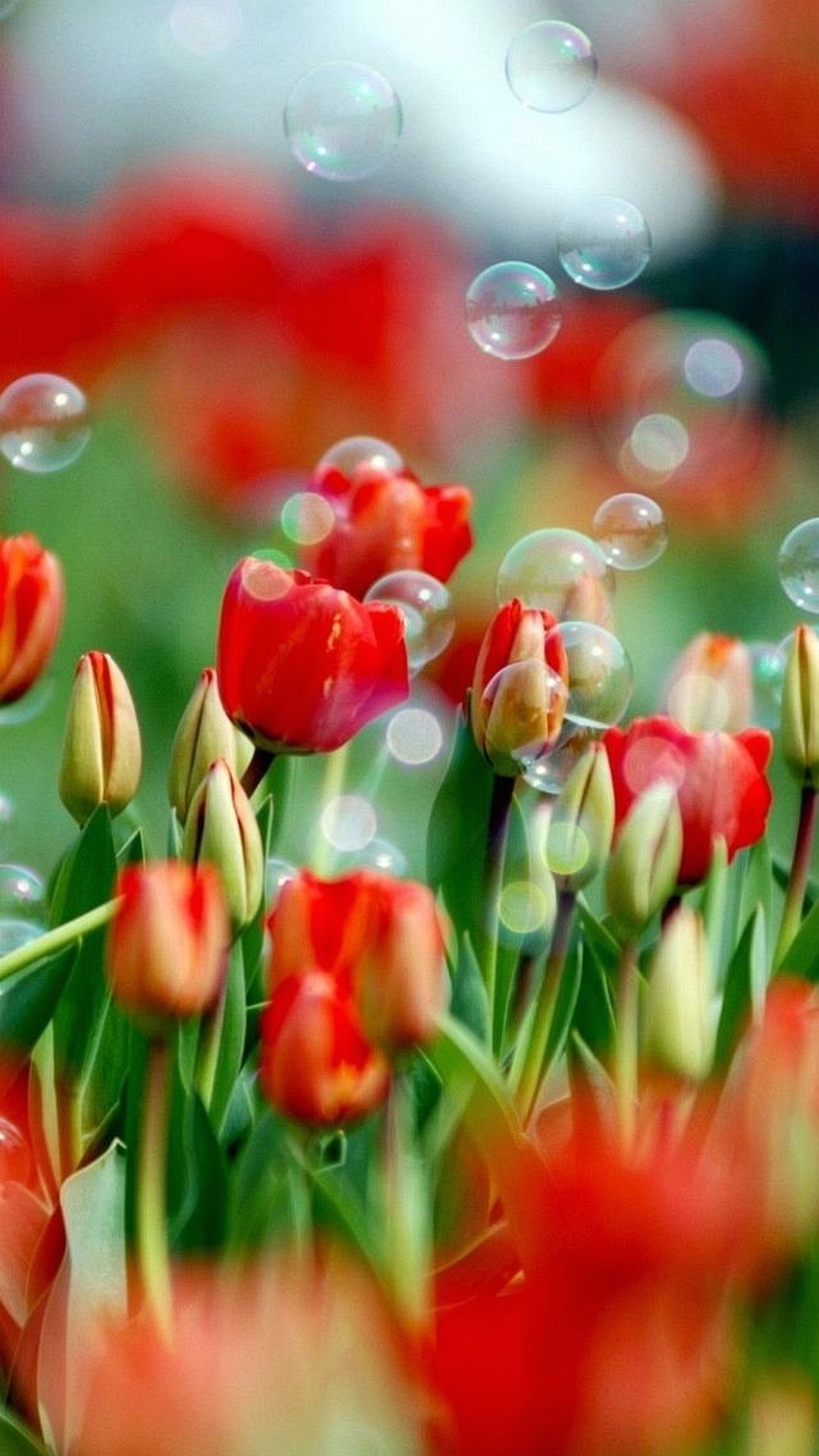 Sfondo Galaxy S4 S5 Full Hd Tulipani