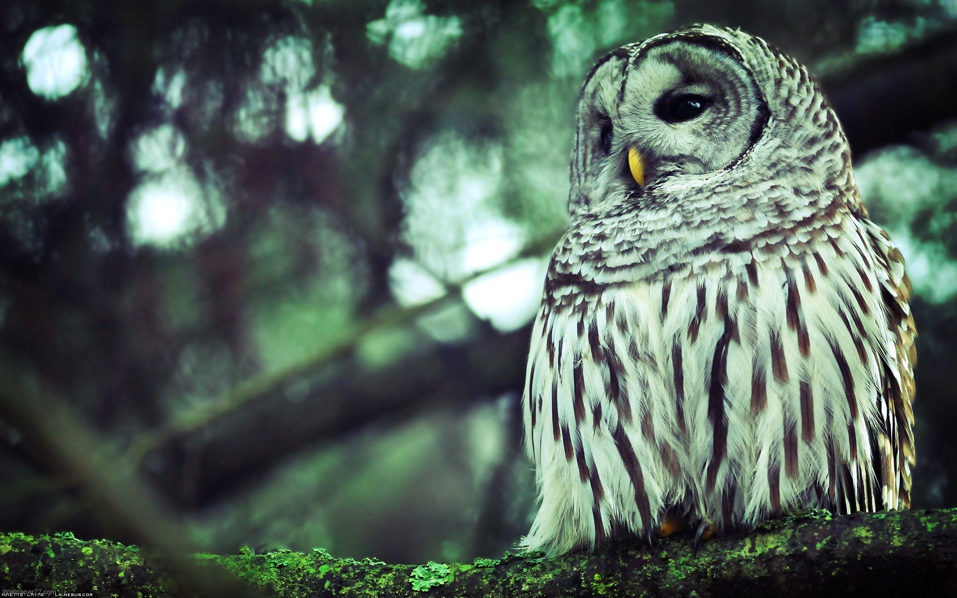 White Owl