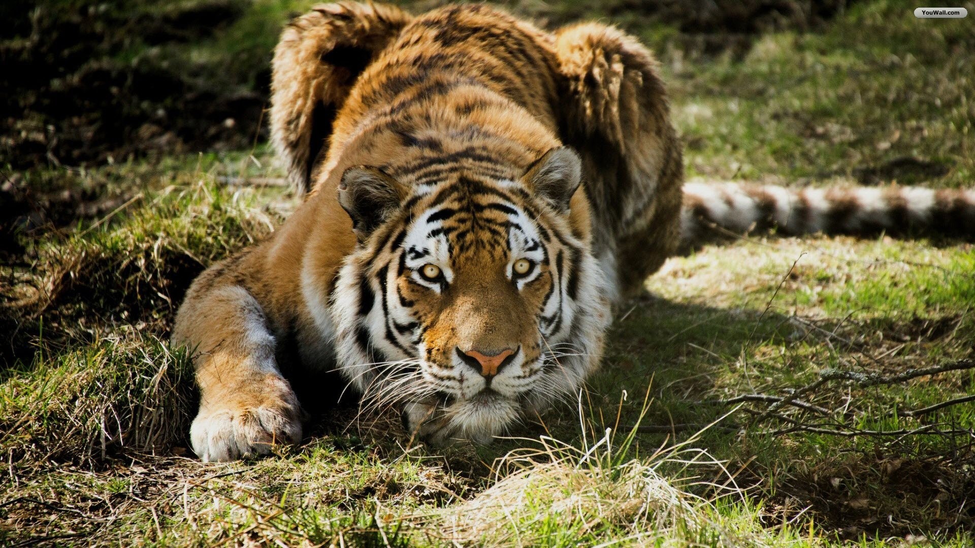 baby tiger images Baby Tiger Wallpaper Tigers Pinterest
