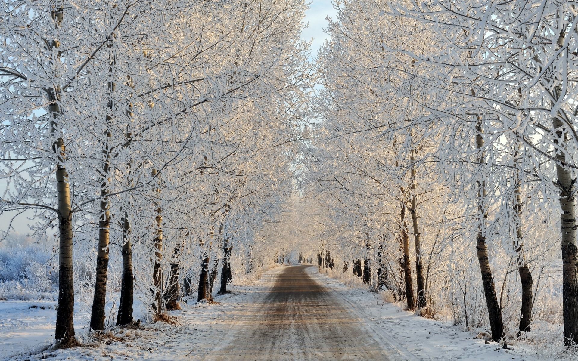 Strada con alberi ghiacciati