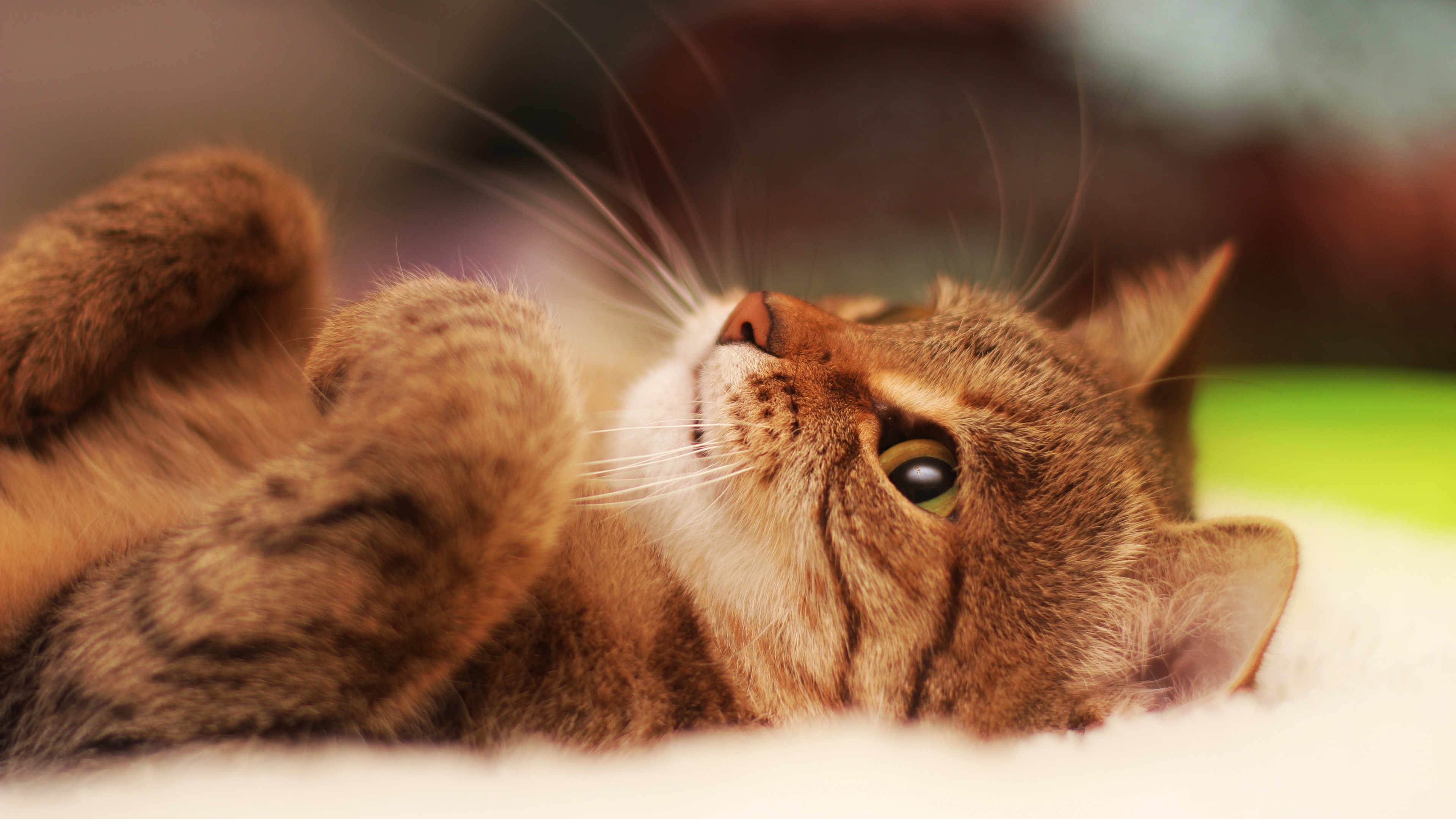 Cute Cat Wallpaper