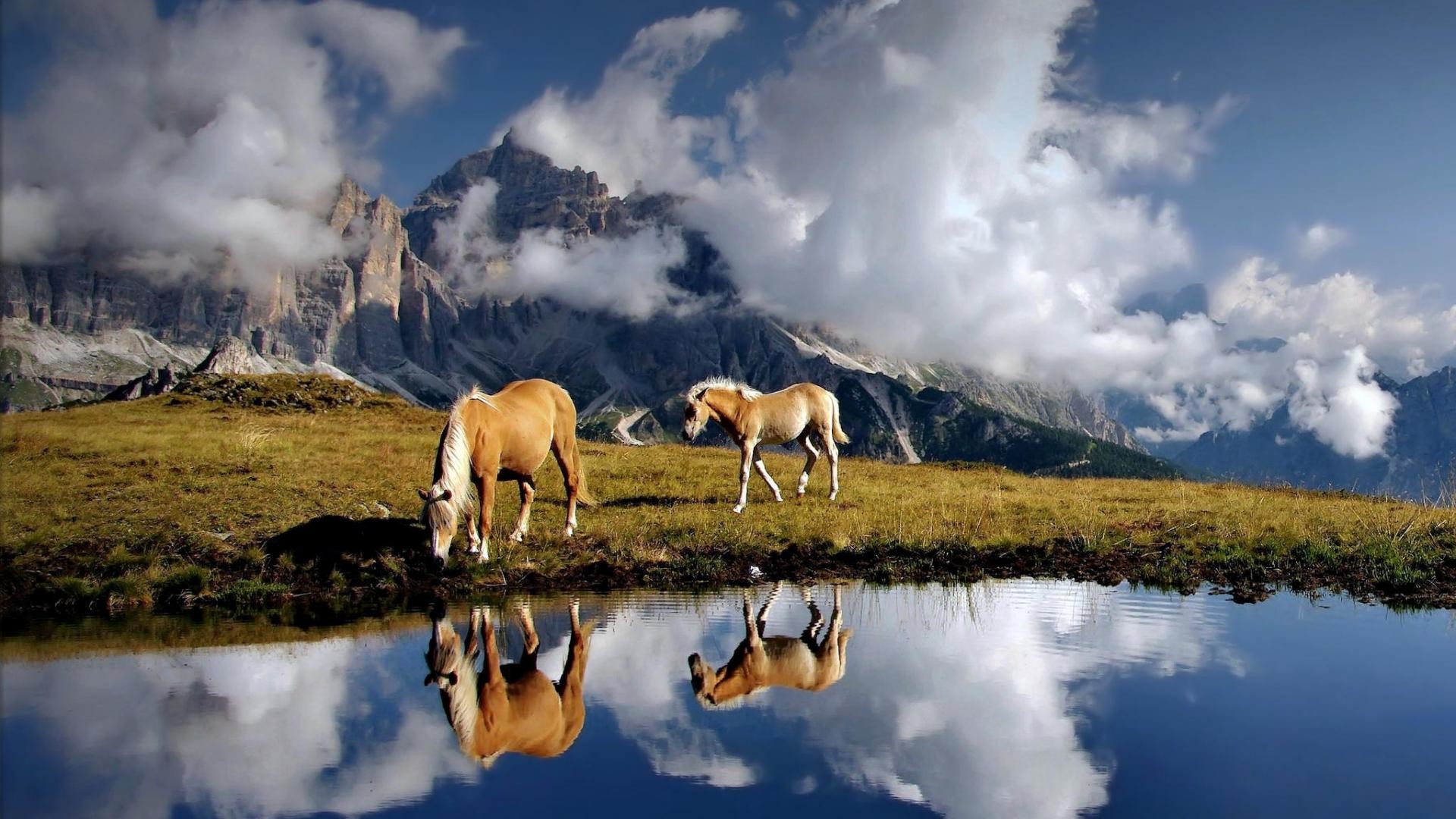 23 Beautiful HD Horse Wallpapers
