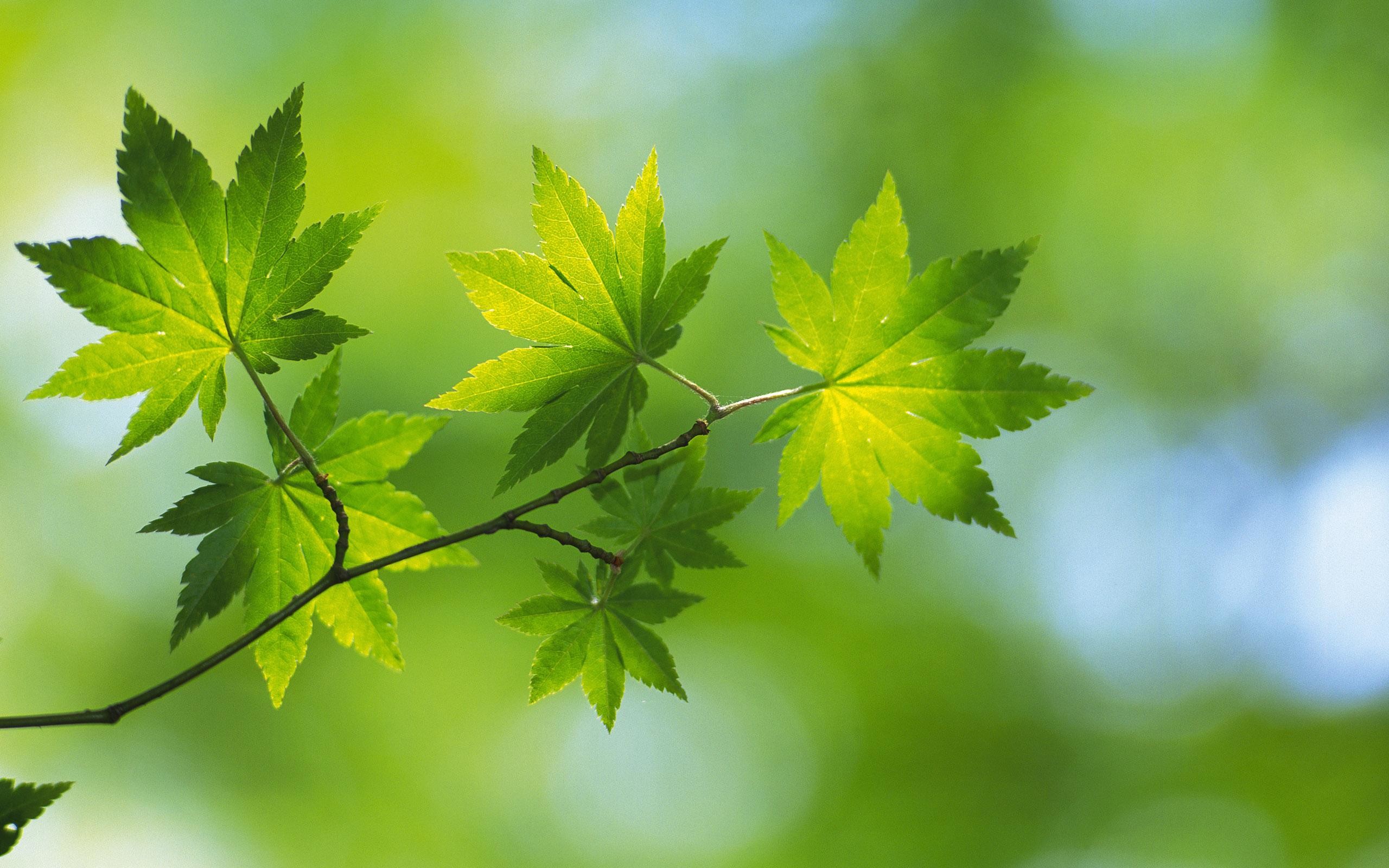 Green Nature HD Wallpapers.