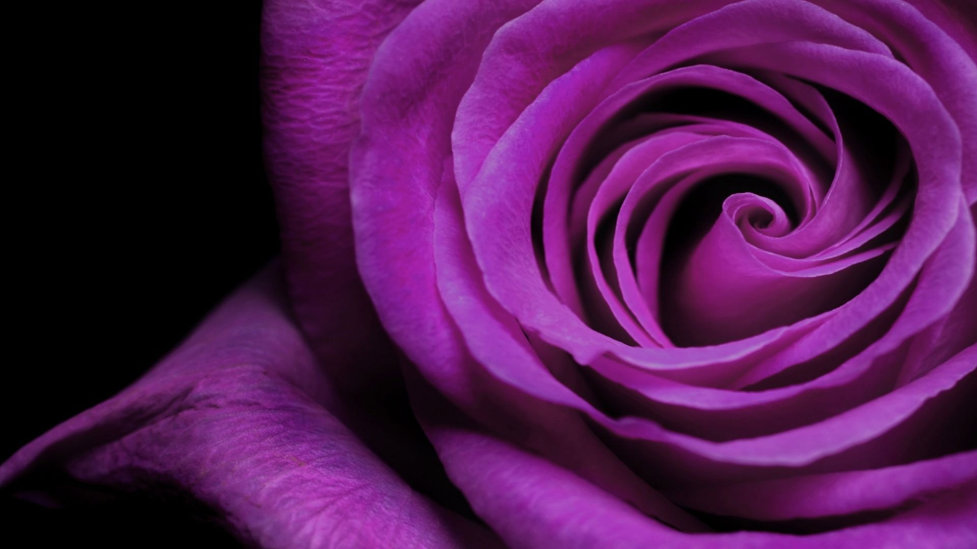 Rosa viola