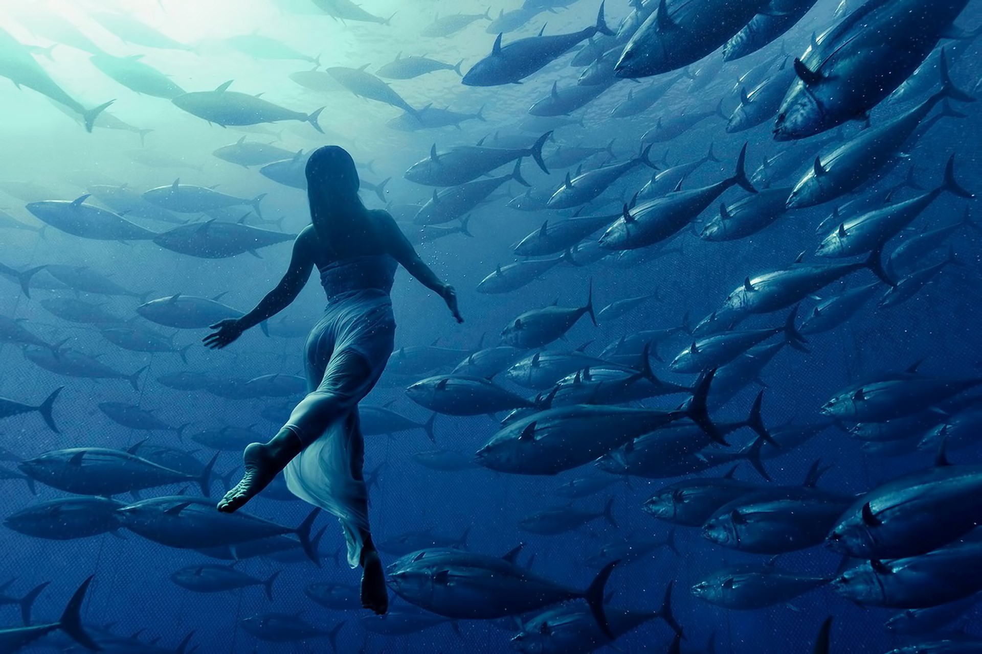 underwater desktop wallpaper hd wallpapers