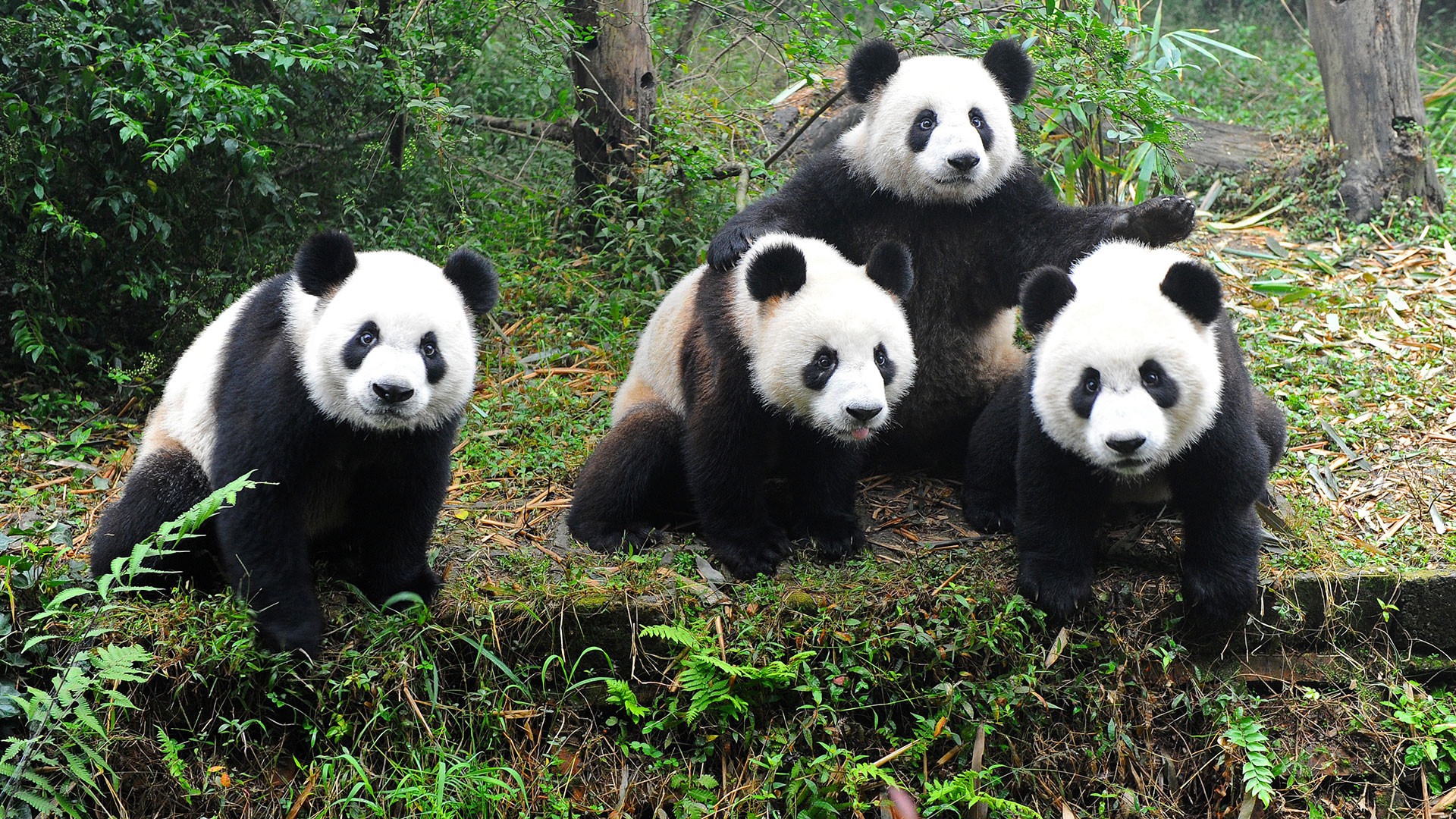 Панда на узбекском языке. Чау-чау Панда. Панда в Евразии. Китайская карликовая Панда. Панда фото.