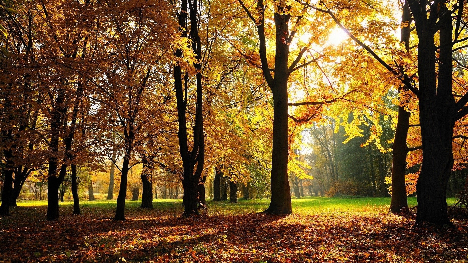 Autunno dorato hd