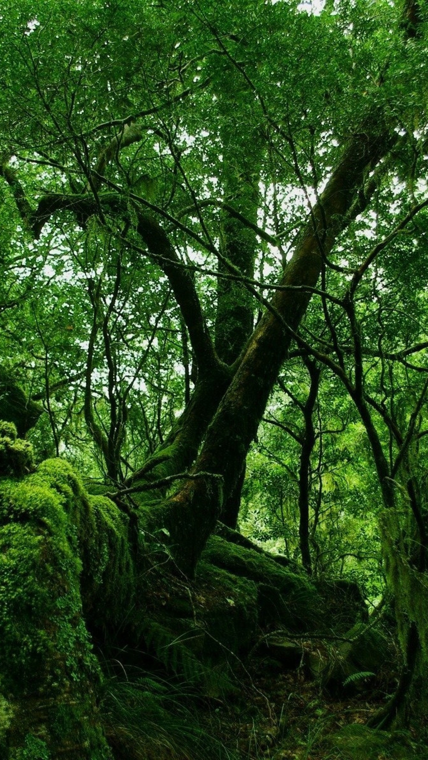 Preview wallpaper jungle, wood, green, moss, lianas, thickets 1440x2560