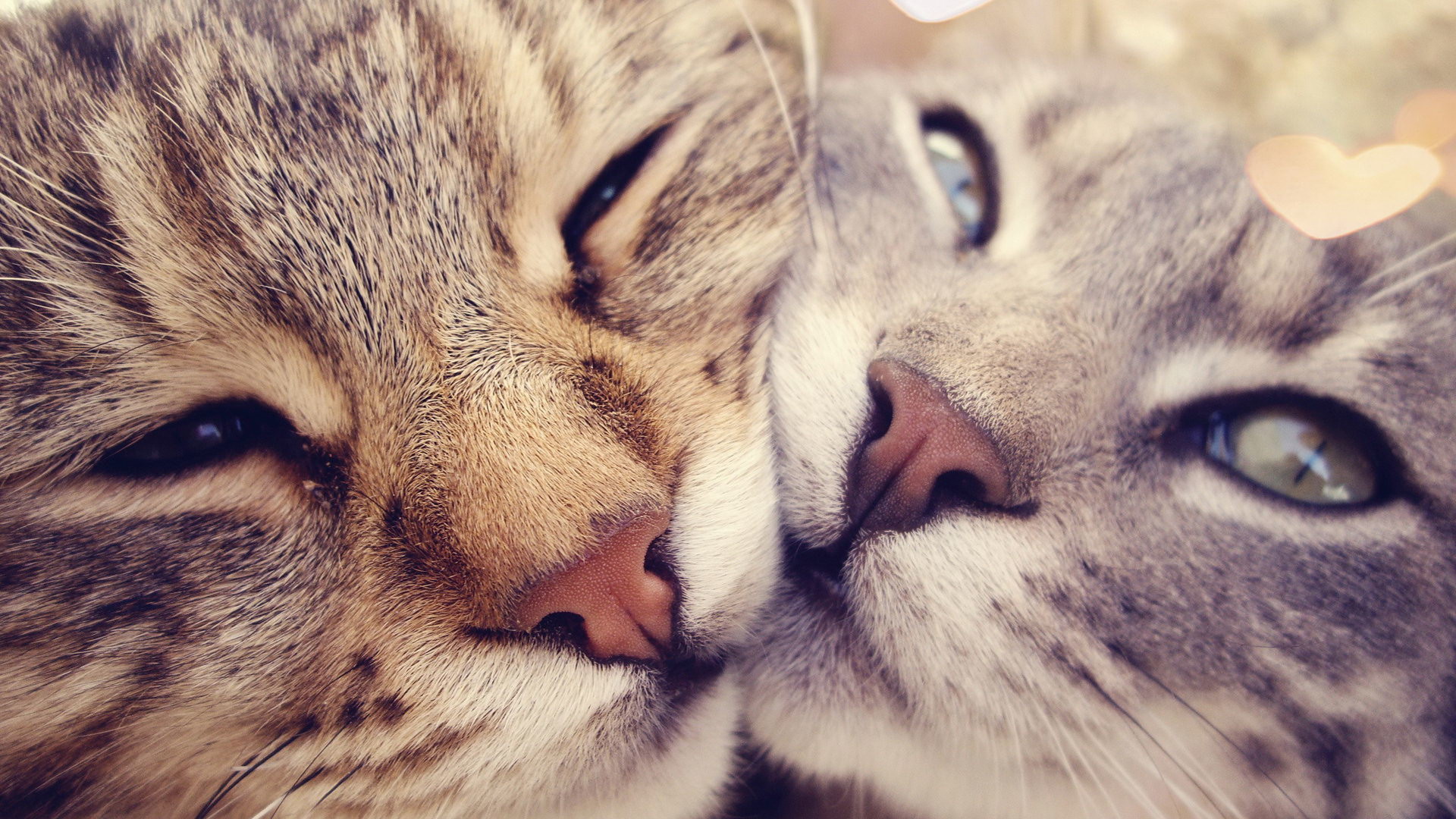 Carezze gatti