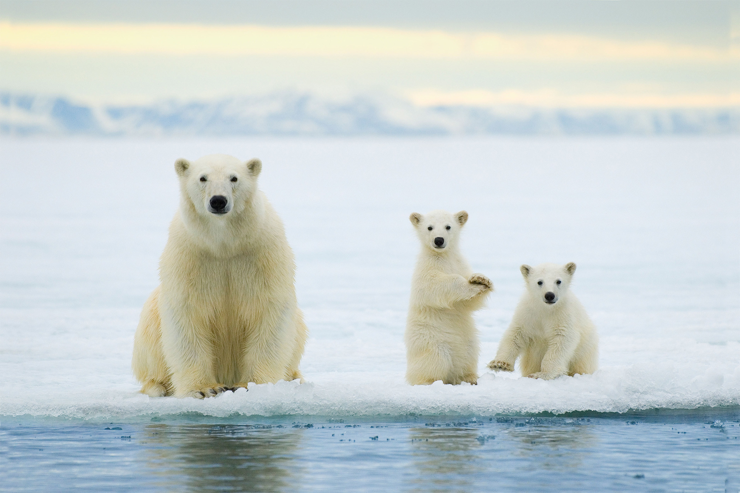 Песня трутся спиной медведи о земную ось. Северный Ледовитый океан медведи. Белый медведь Ледовитый океан. Белые медведи во льдах Северного Ледовитого океана. Северный Ледовитый океан Полярный медведь.