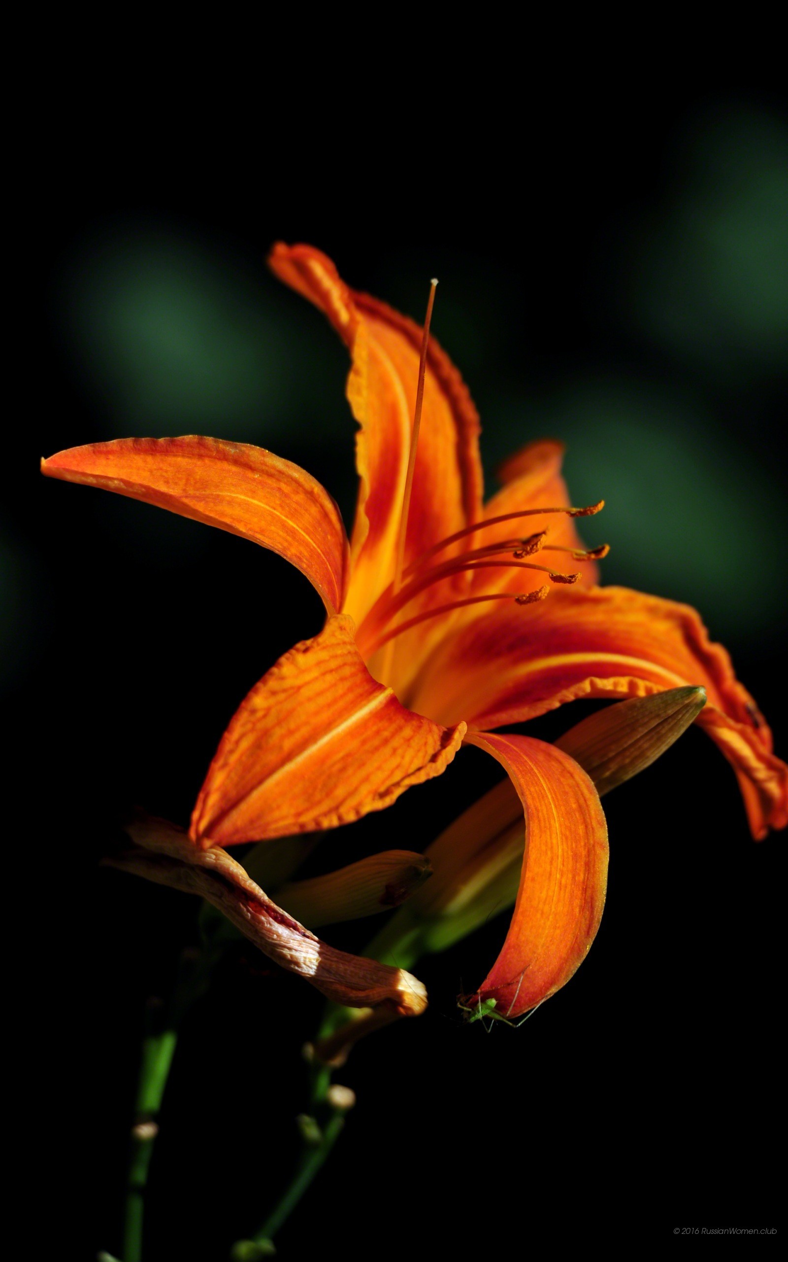 1600x2560 Phablet: belle immagini di sfondo