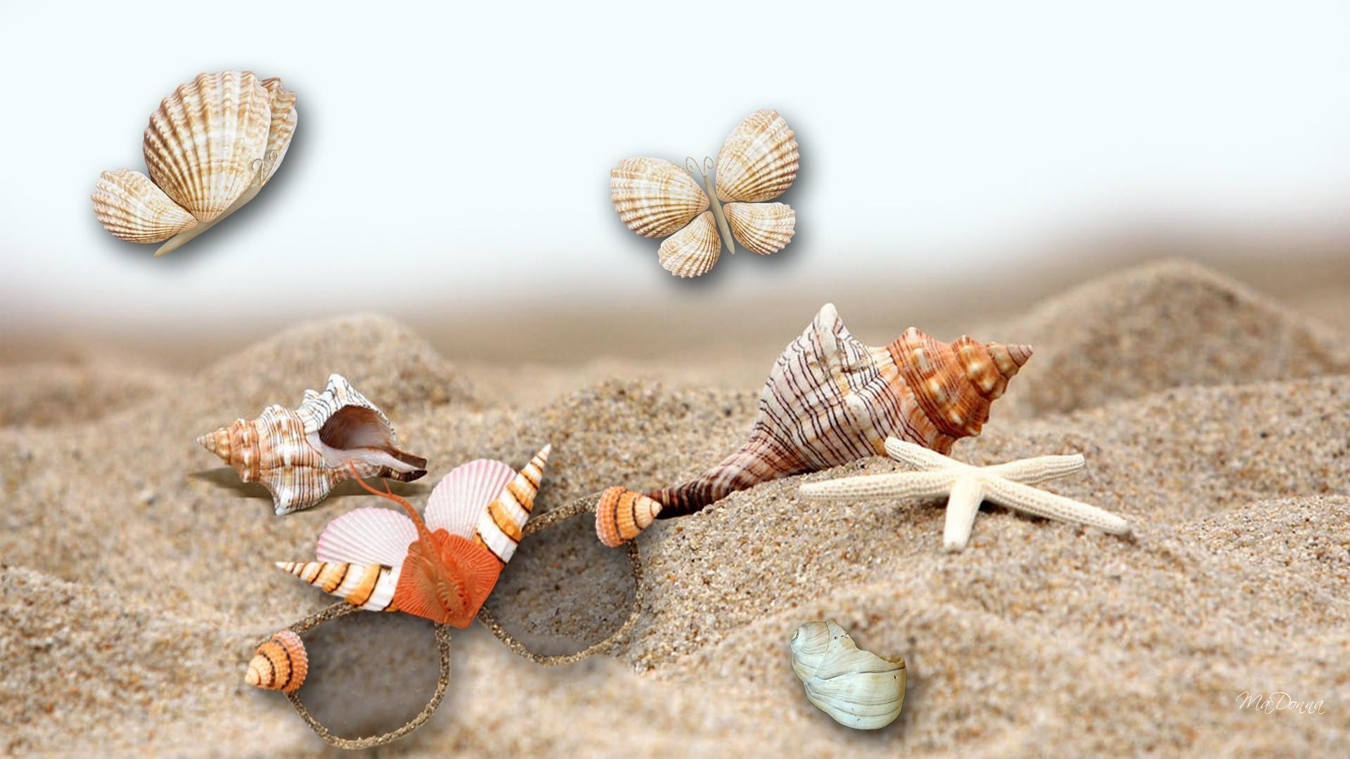 Conchiglie Marine Sfondi 43 Immagini Conchiglie Marine Sfondi 43 Immagini