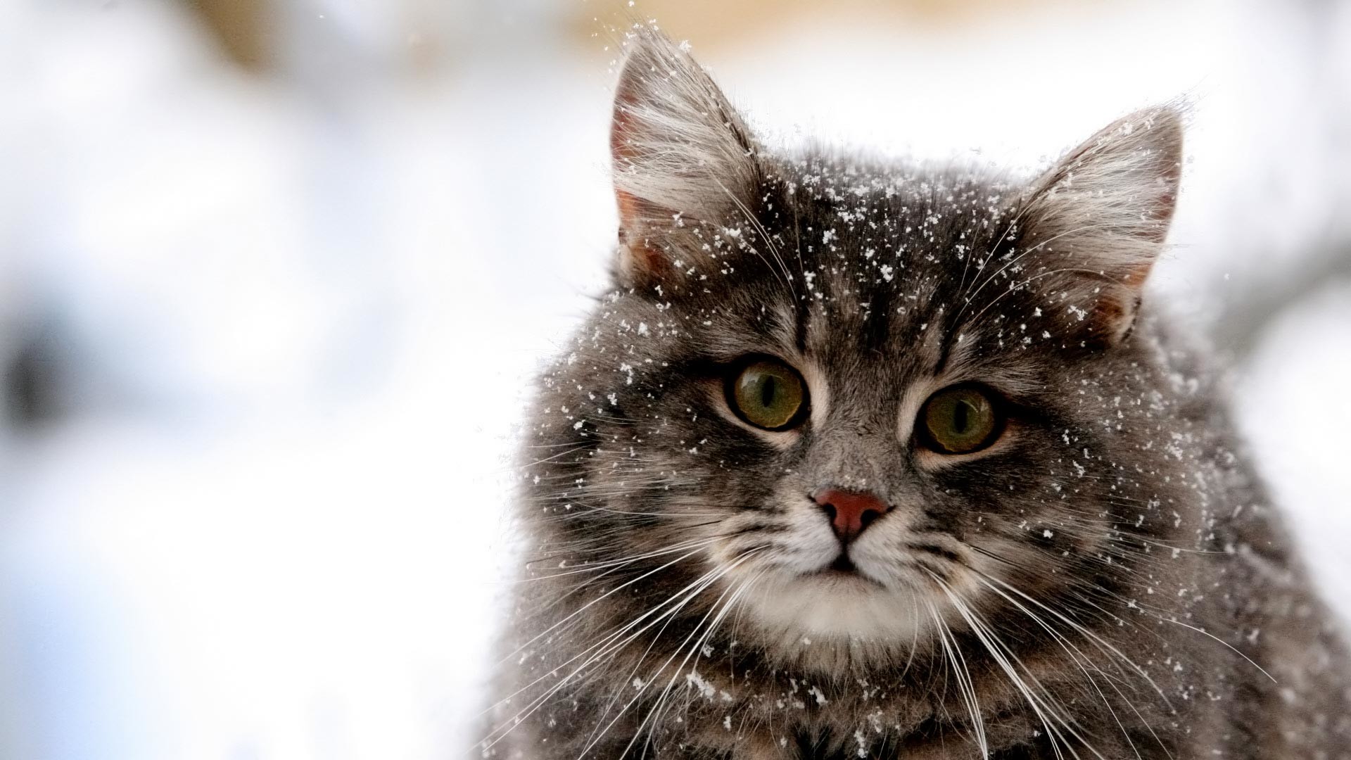 Пушистый кот за снежными узорами бесплатно