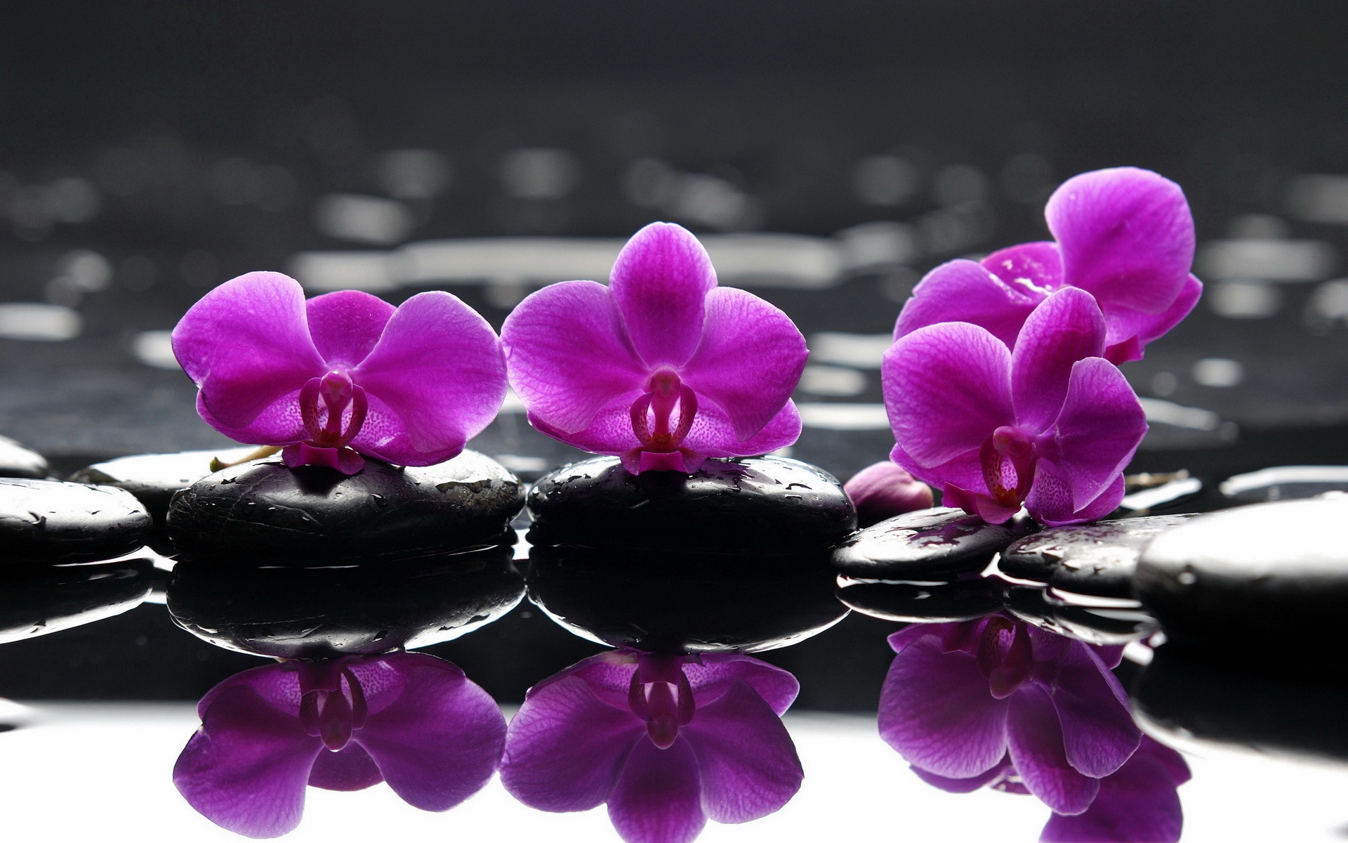 fiori zen wallpaper