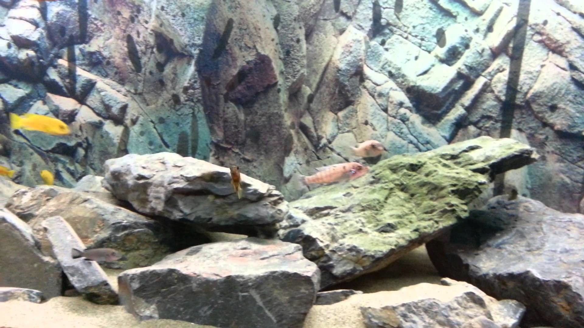 Sfondo Per Acquario 91x41cm - Piante Acquatiche, Fiume E Lago Vinile Hd