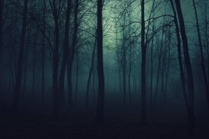 Dark Forest Wallpaper
