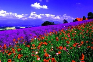 Sfondi Primavera HD