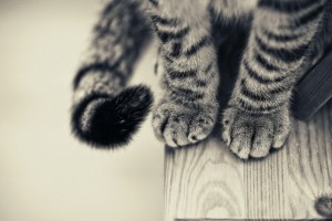 Cat Wallpaper