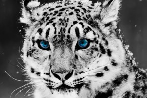 Wallpaper 1920x1080 Full HD