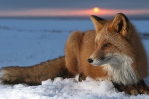 Fox Wallpaper