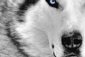 Sfondi Animali HD