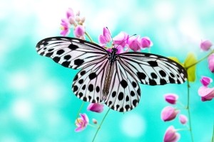 Butterfly Wallpaper