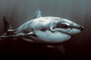 Shark Wallpaper