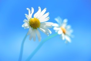Sfondi Windows 8