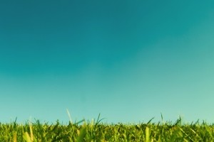 Grass Wallpaper