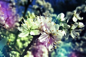Sfondi Full HD Desktop Fiori