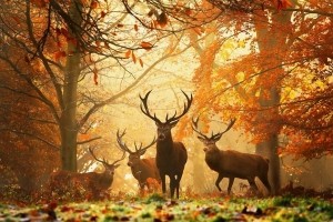 Deer Wallpaper