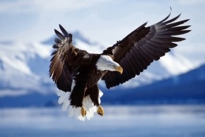 Eagle Wallpaper