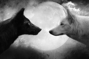Wolf Wallpaper HD
