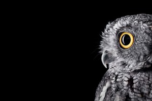 Owl Wallpaper