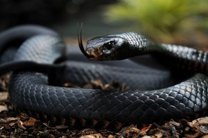 Snake Wallpaper