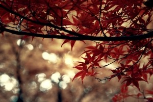 Settembre Sfondi
