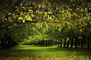 Sfondi Alberi