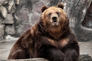 Bear Wallpaper